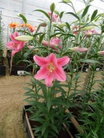 [4126 Ofuna ST No01.JPG]